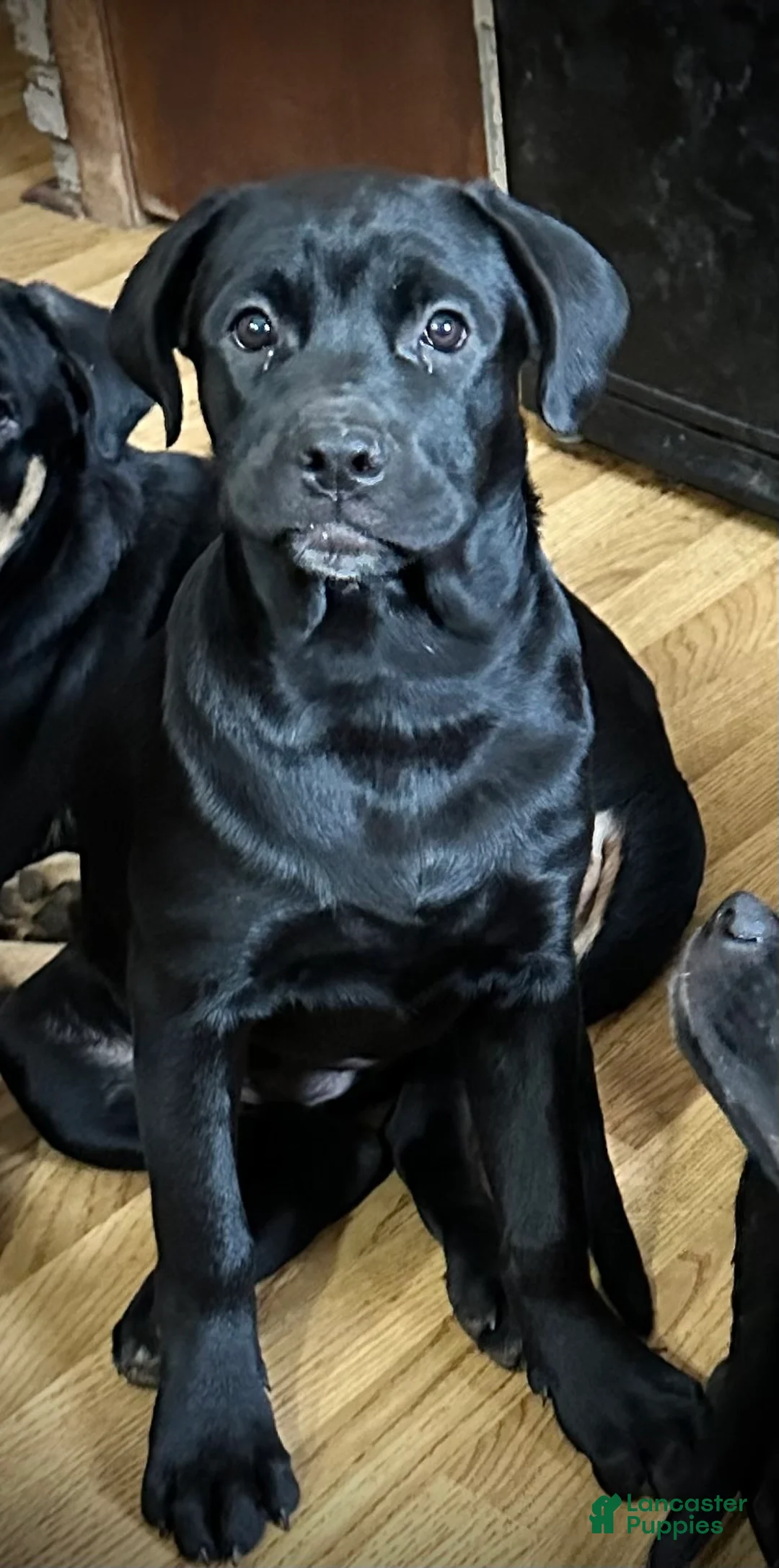 Cane Corso-Rottweiler Mixed Breed for sale in Hummelstown