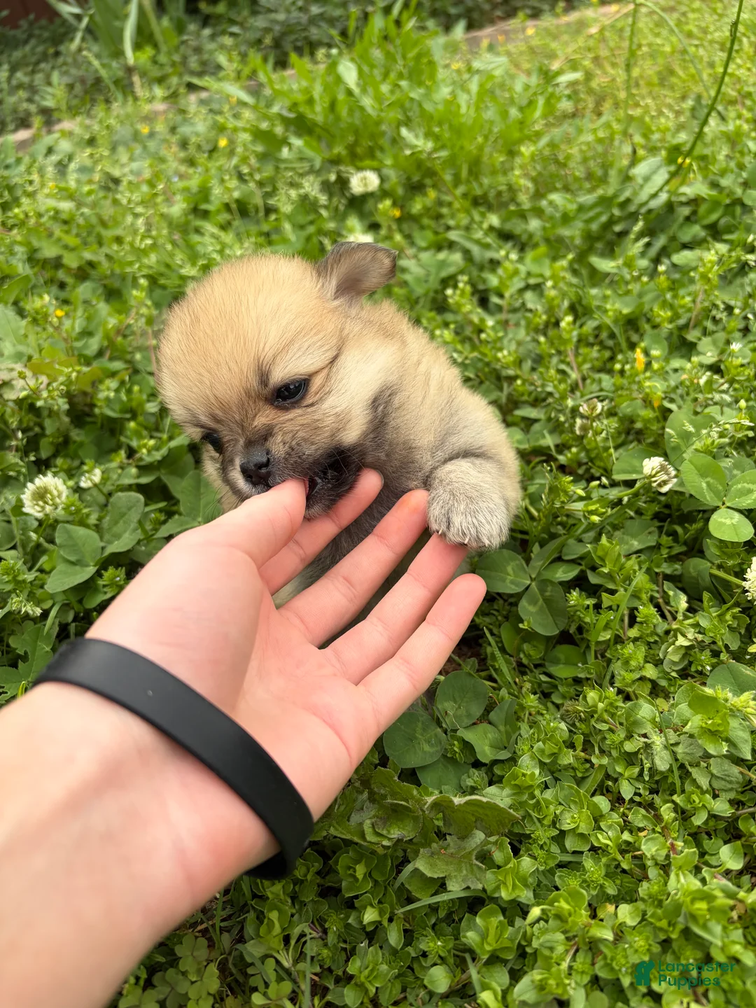 Pomeranian dogs for sale: Pomeranian Puppy 2  - Ad 2