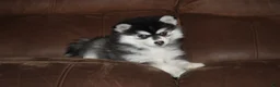 Pomsky dogs for sale: Kate READY NOW  - Ad 7