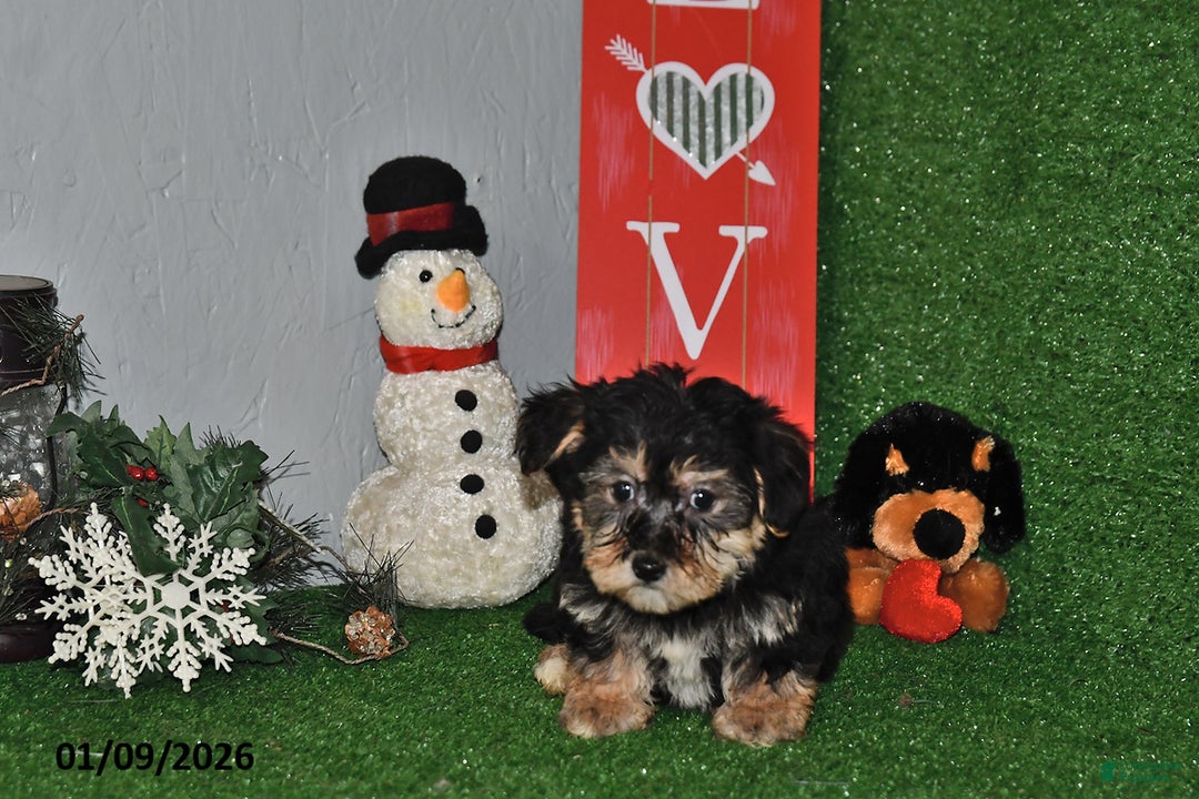 Yochon dogs for sale: Dusty - Ad 2