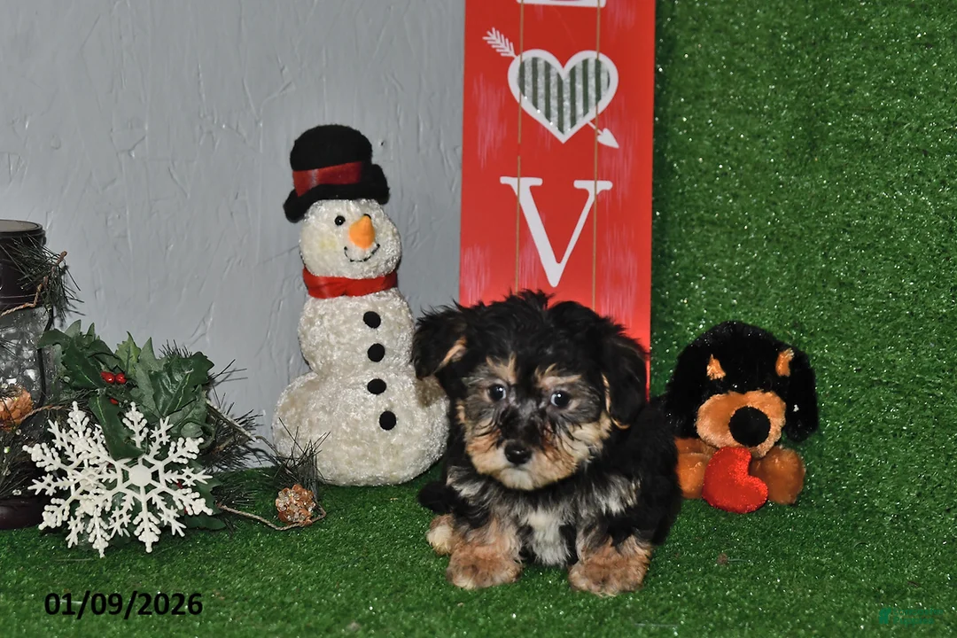 Yochon dogs for sale: Dusty - Ad 2