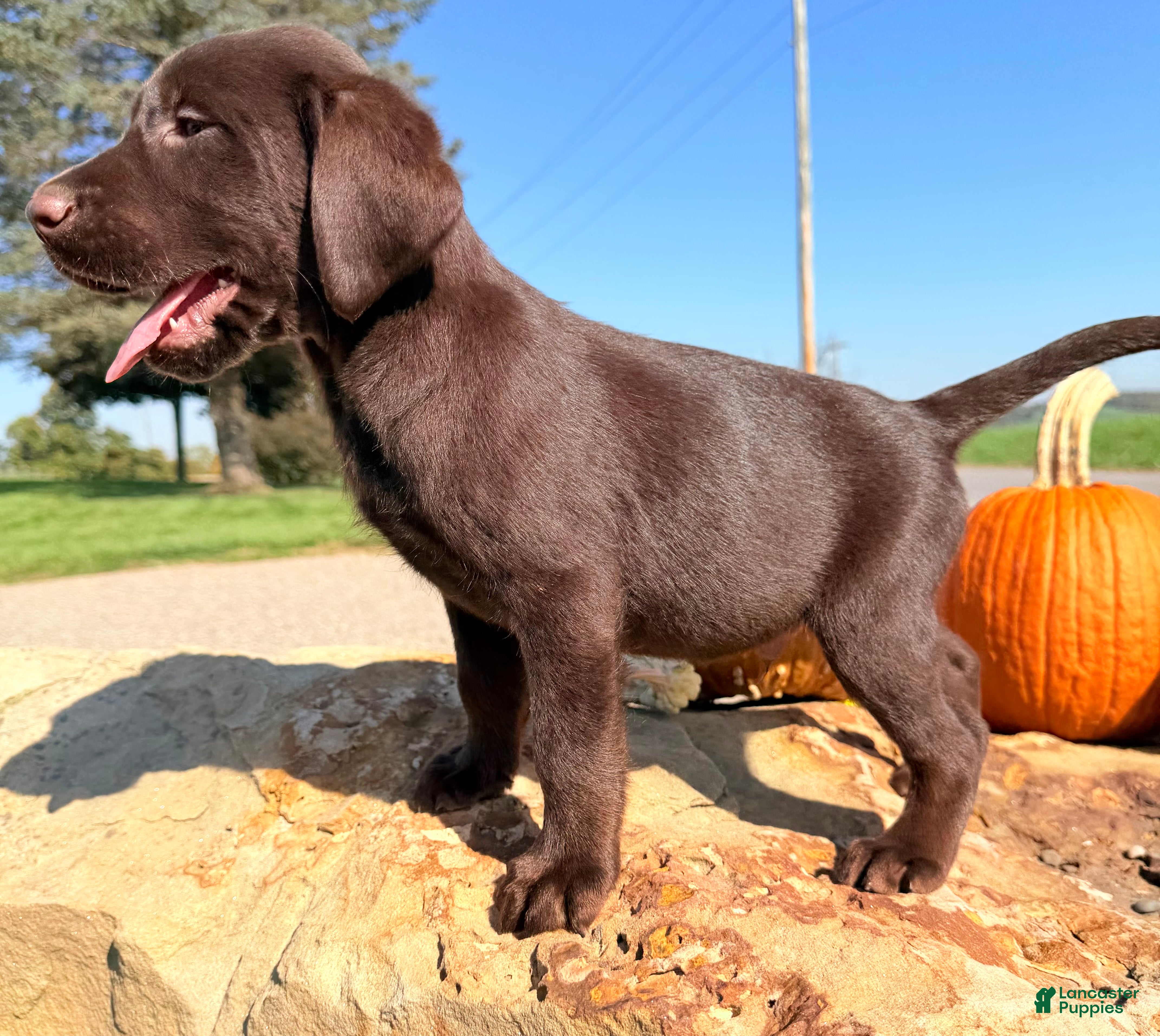 Labrador Retriever dogs Hendricks  - Ad 2