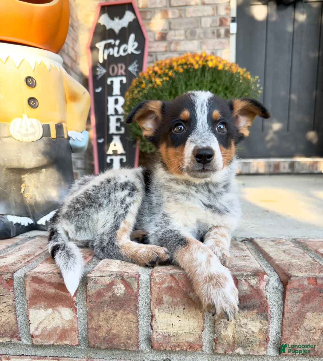 Australian Cattle Dog dogs for sale: Boone - Ad 1