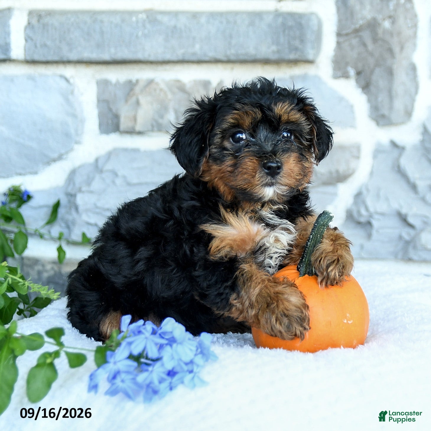 Yochon dogs Elijah - Ad 1