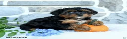 Yochon dogs for sale: Elijah - Ad 1