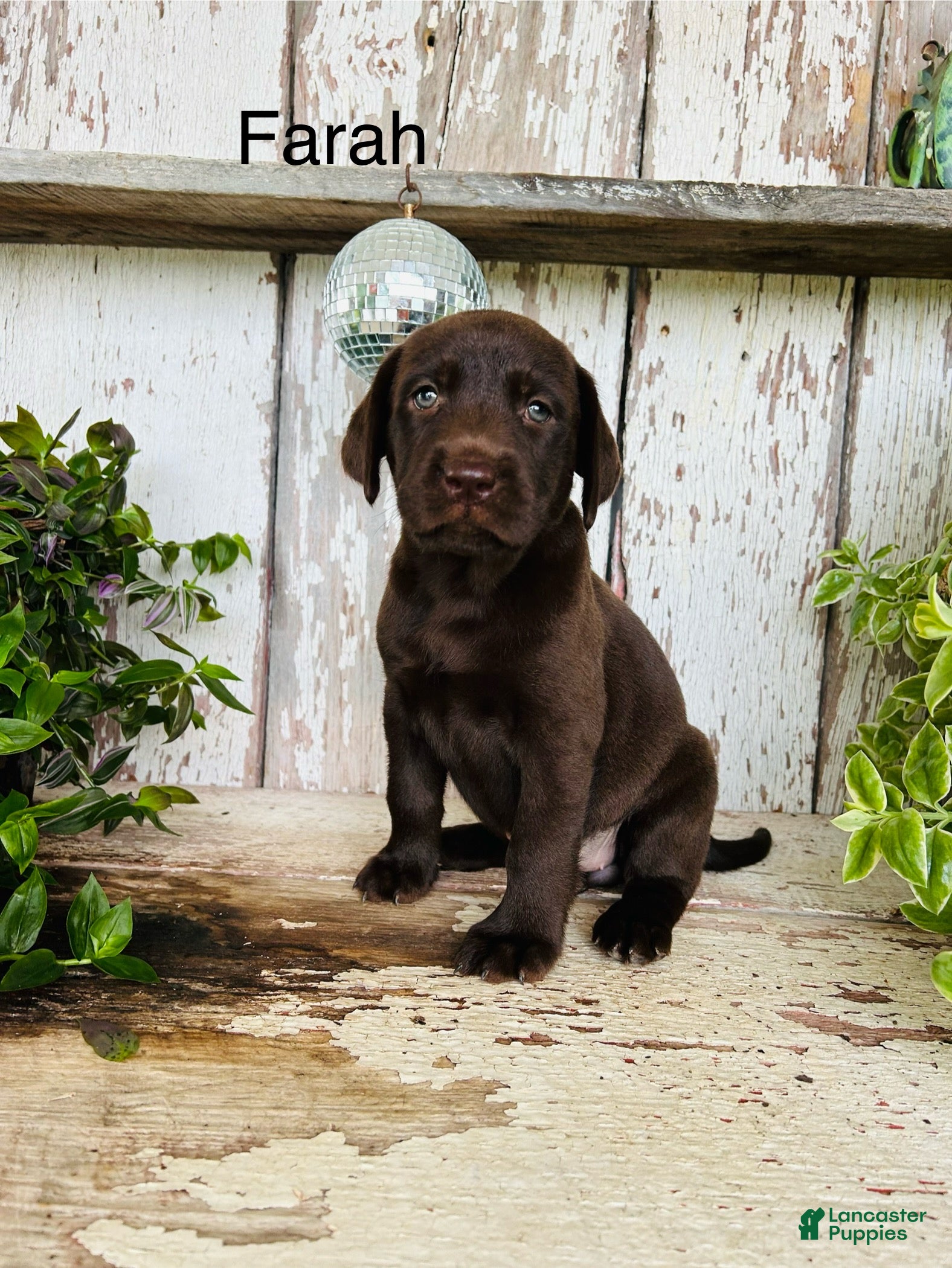 Labrador Retriever dogs Farah  - Ad 2