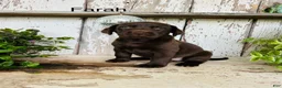 Labrador Retriever dogs for sale: Farah  - Ad 2