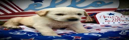 Mixed Breed dogs for sale: America  - Ad 3