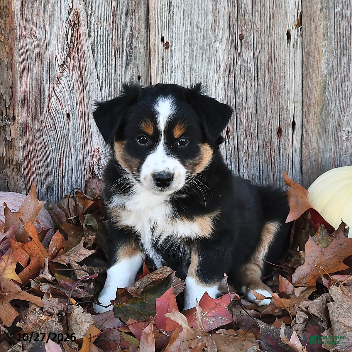 Australian Shepherd dogs for sale: Albert  - Ad 1