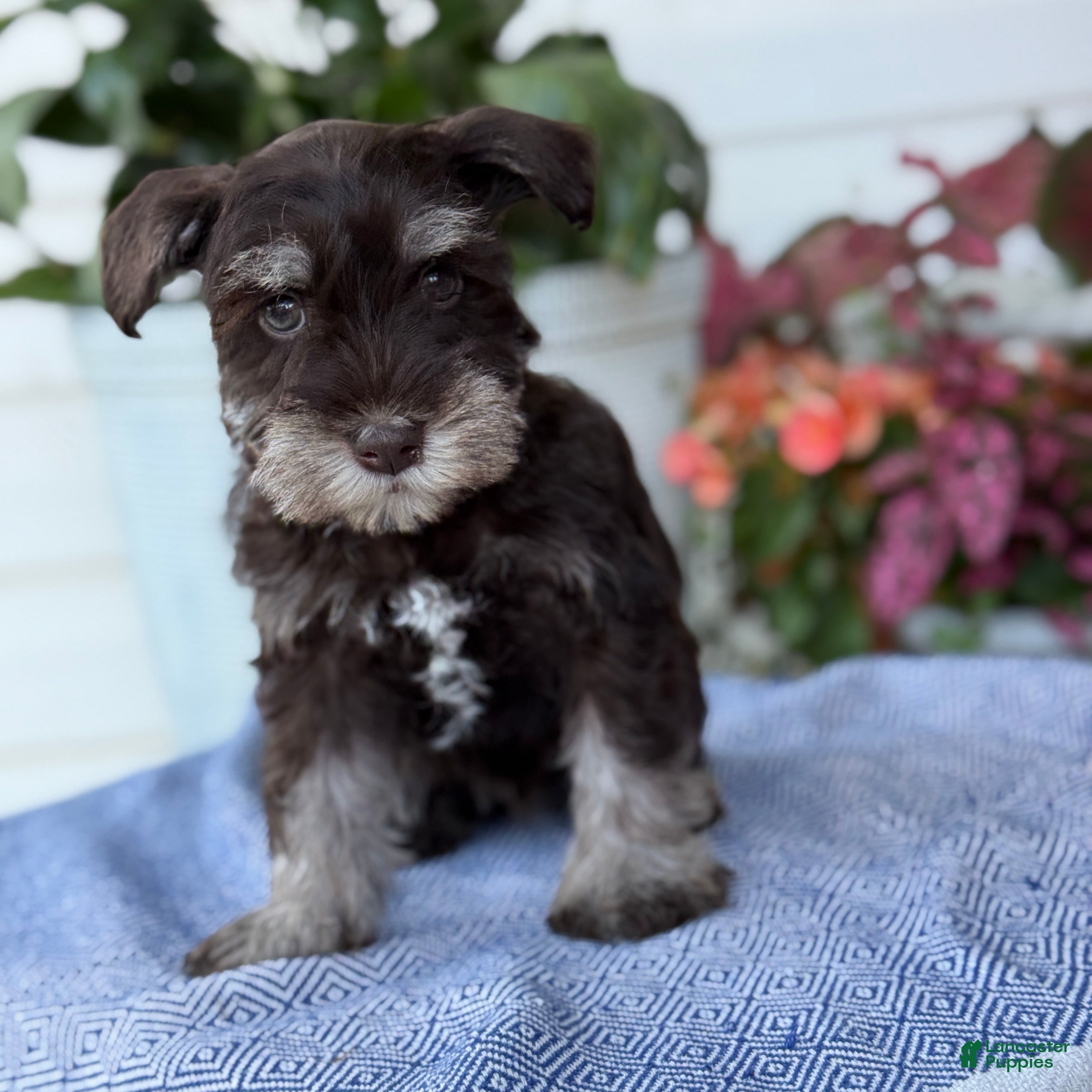 Miniature Schnauzer dogs Logan - Ad 1