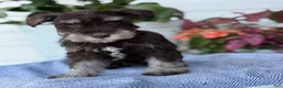 Miniature Schnauzer dogs for sale: Logan - Ad 1