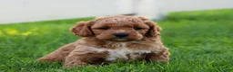 Miniature Labradoodle dogs for sale: Buddy  - Ad 2