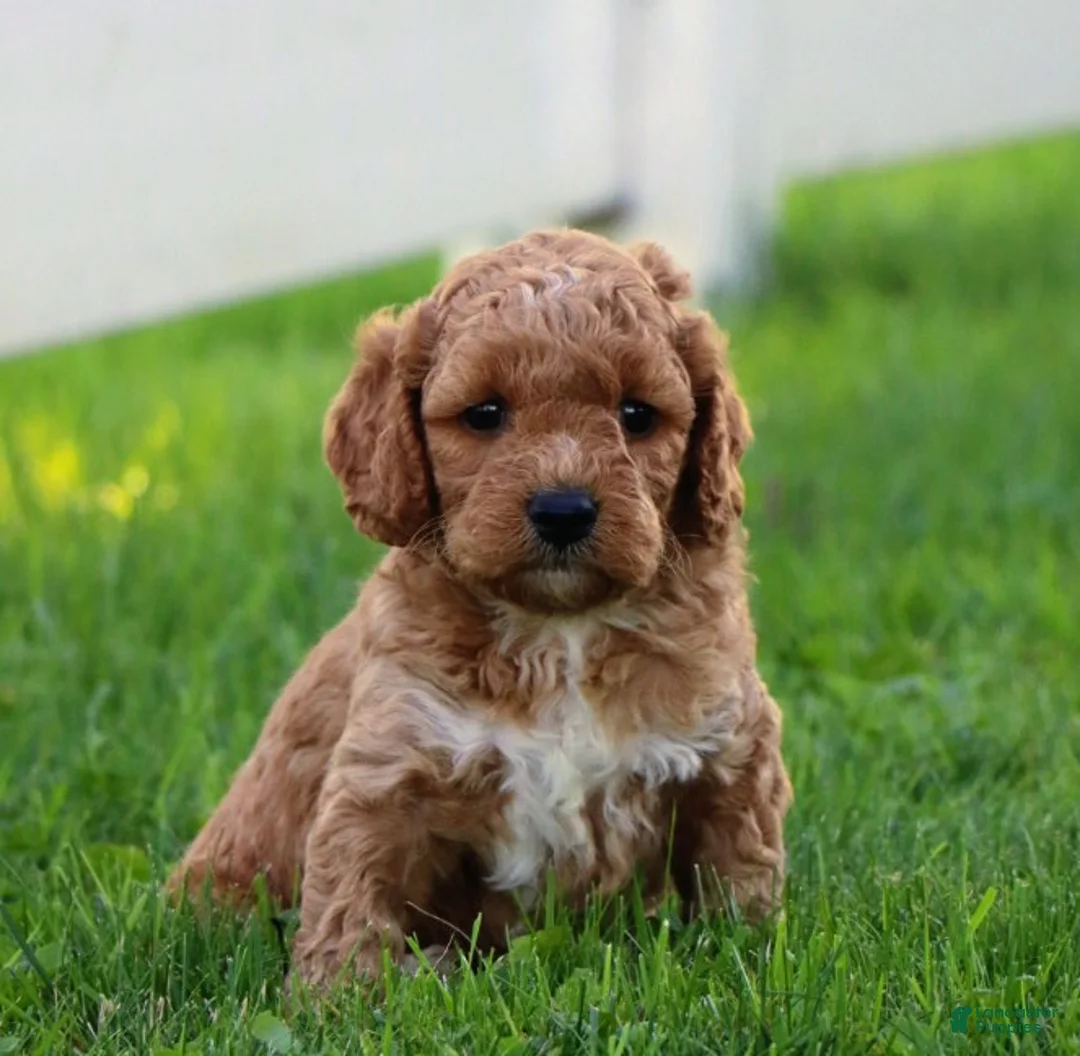 Miniature Labradoodle dogs for sale: Buddy  - Ad 2