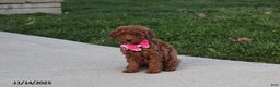 Toy Poodle dogs for sale: Pearl - Ad 3