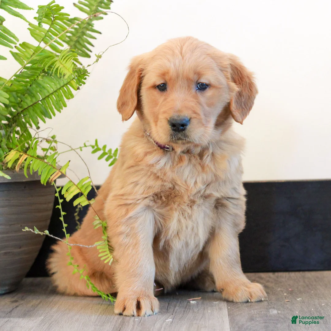 Golden Retriever dogs for sale: Tessa  - Ad 2