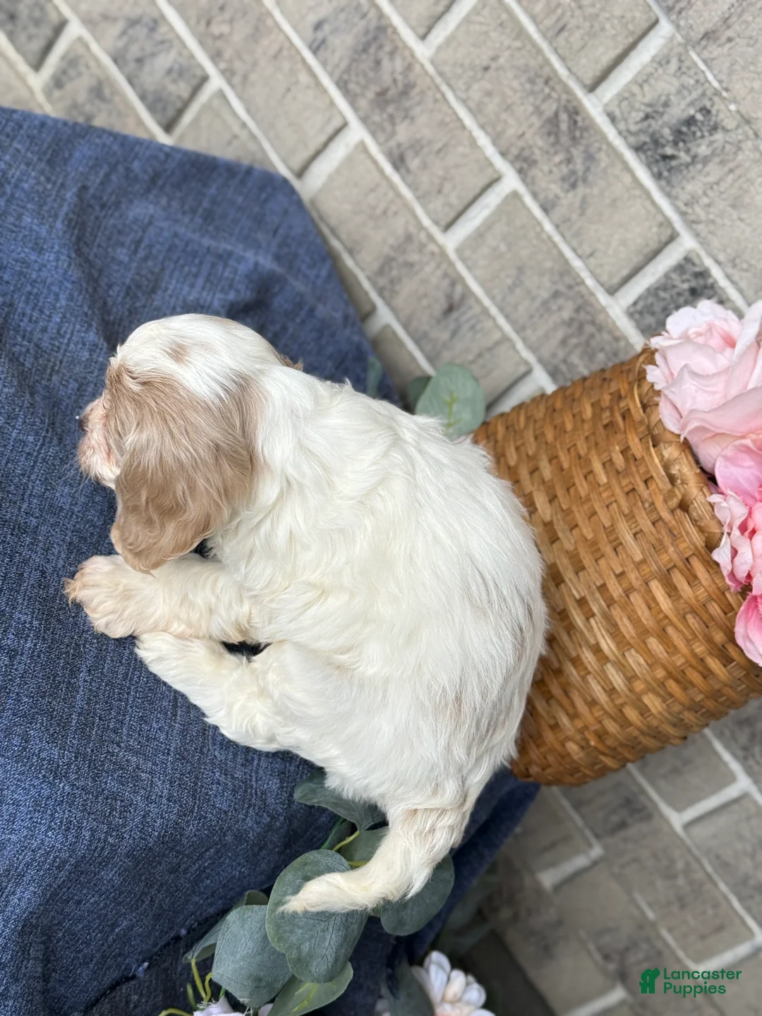 Cockapoo dogs for sale: Mable - Ad 4