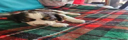 English Springer Spaniel dogs for sale: Peanut - Ad 6