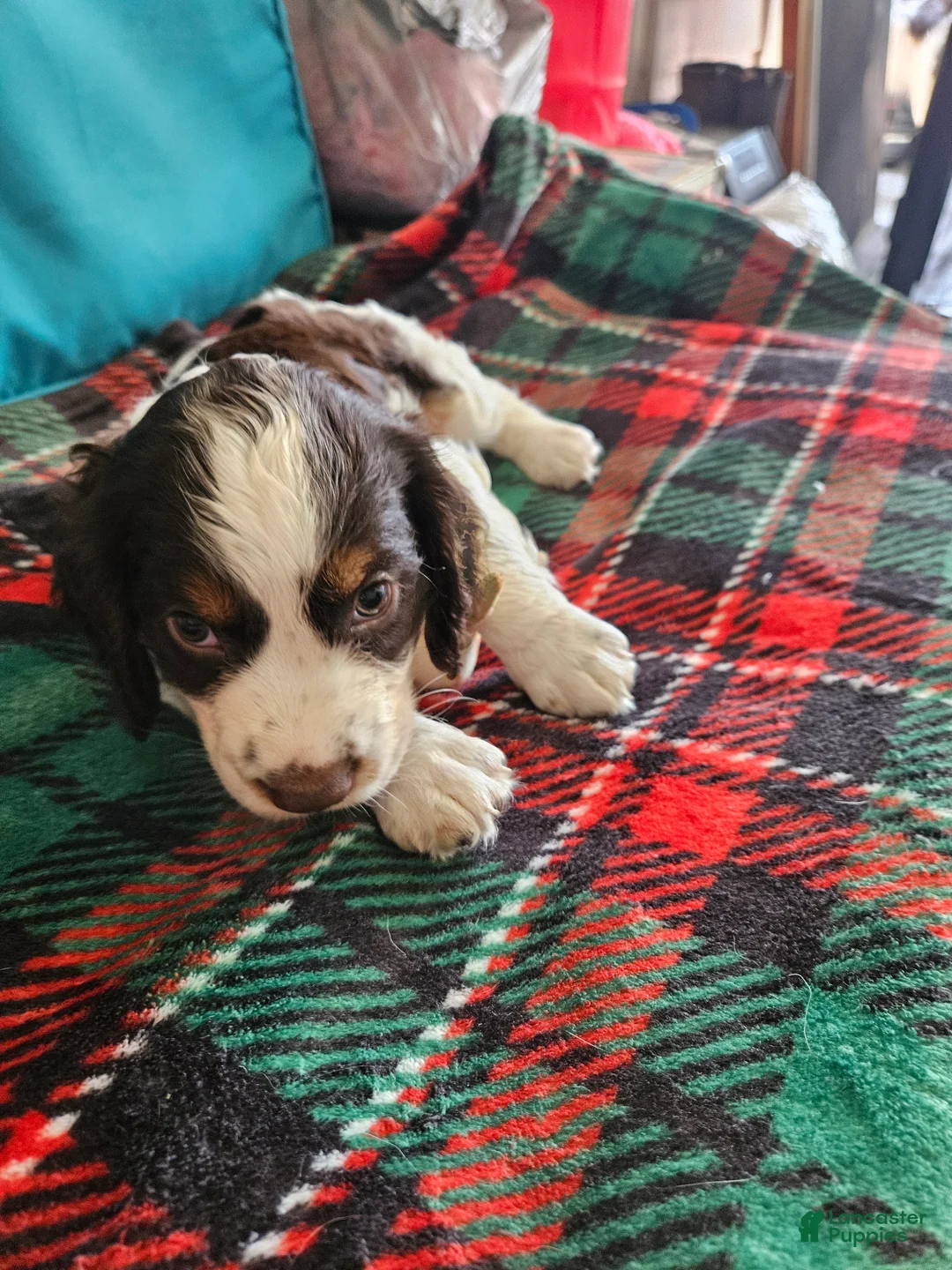 English Springer Spaniel dogs for sale: Peanut - Ad 6