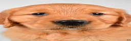 Golden Retriever dogs for sale: Robin - Ad 7