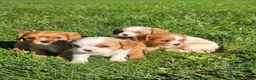 Cavalier King Charles Spaniel dogs for sale: ♥️SWEET HAZEL ♥️ - Ad 11