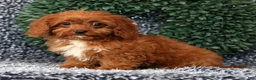 Cavapoo dogs for sale: Missy - Ad 1