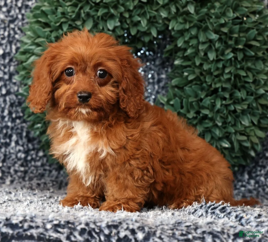 Cavapoo dogs for sale: Missy - Ad 1