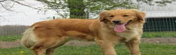 Golden Retriever dogs for sale: LESLIE - Ad 13