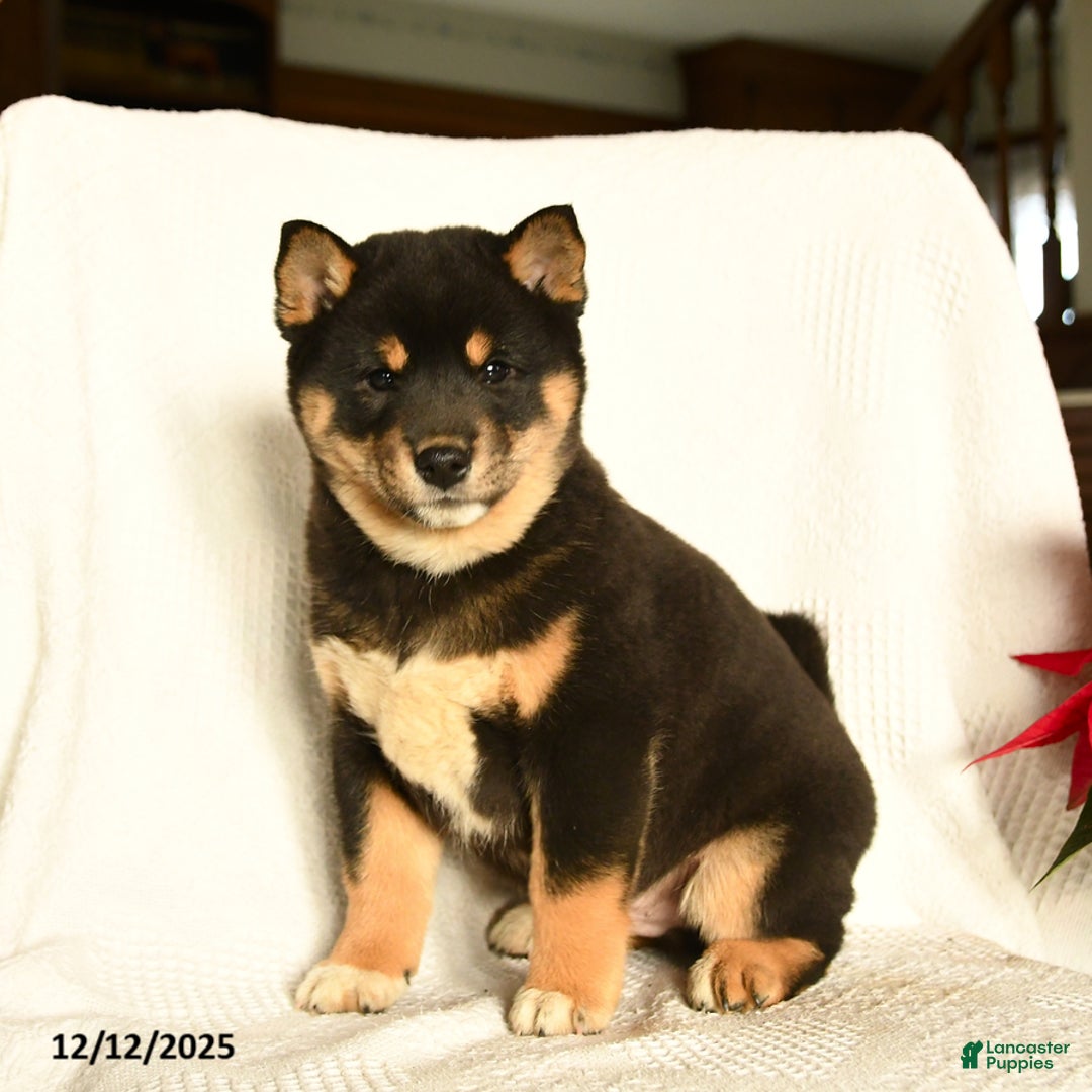 Shiba Inu dogs for sale: Pop - Ad 2