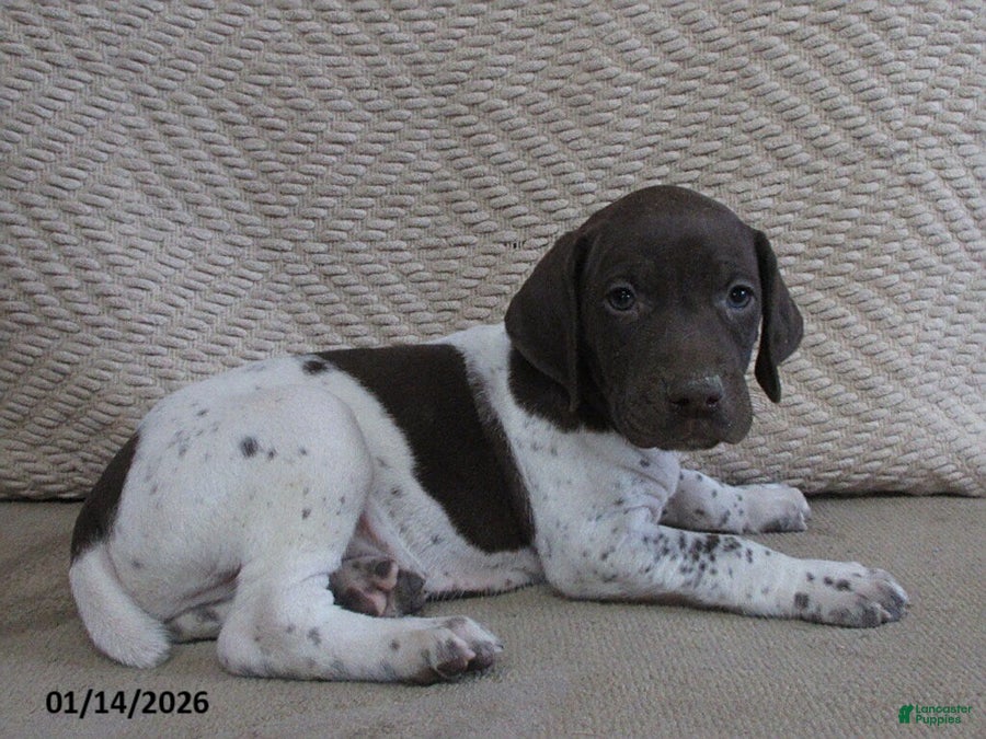 German Shorthaired Pointer dogs Easton - Ad 2