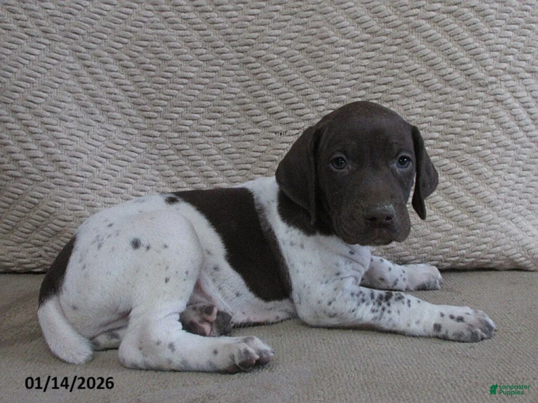German Shorthaired Pointer dogs for sale: Easton - Ad 2
