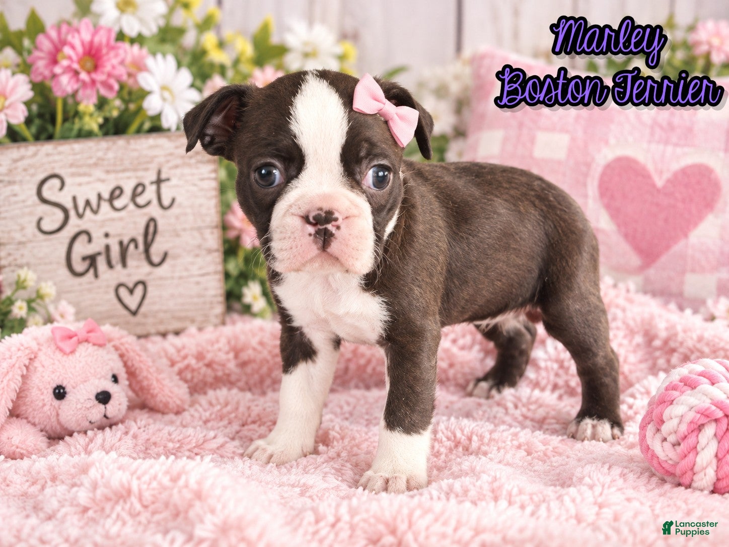 Boston Terrier dogs Marley Female Boston Terrier - Ad 1