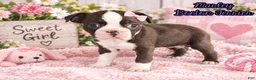 Boston Terrier dogs for sale: Marley Female Boston Terrier - Ad 1