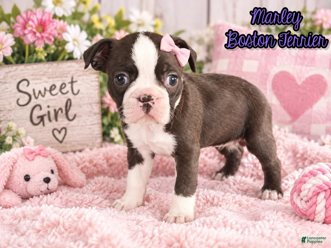 Boston Terrier dogs for sale: Marley Female Boston Terrier - Ad 1