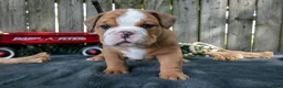 Beabull dogs for sale: Titus - Ad 3