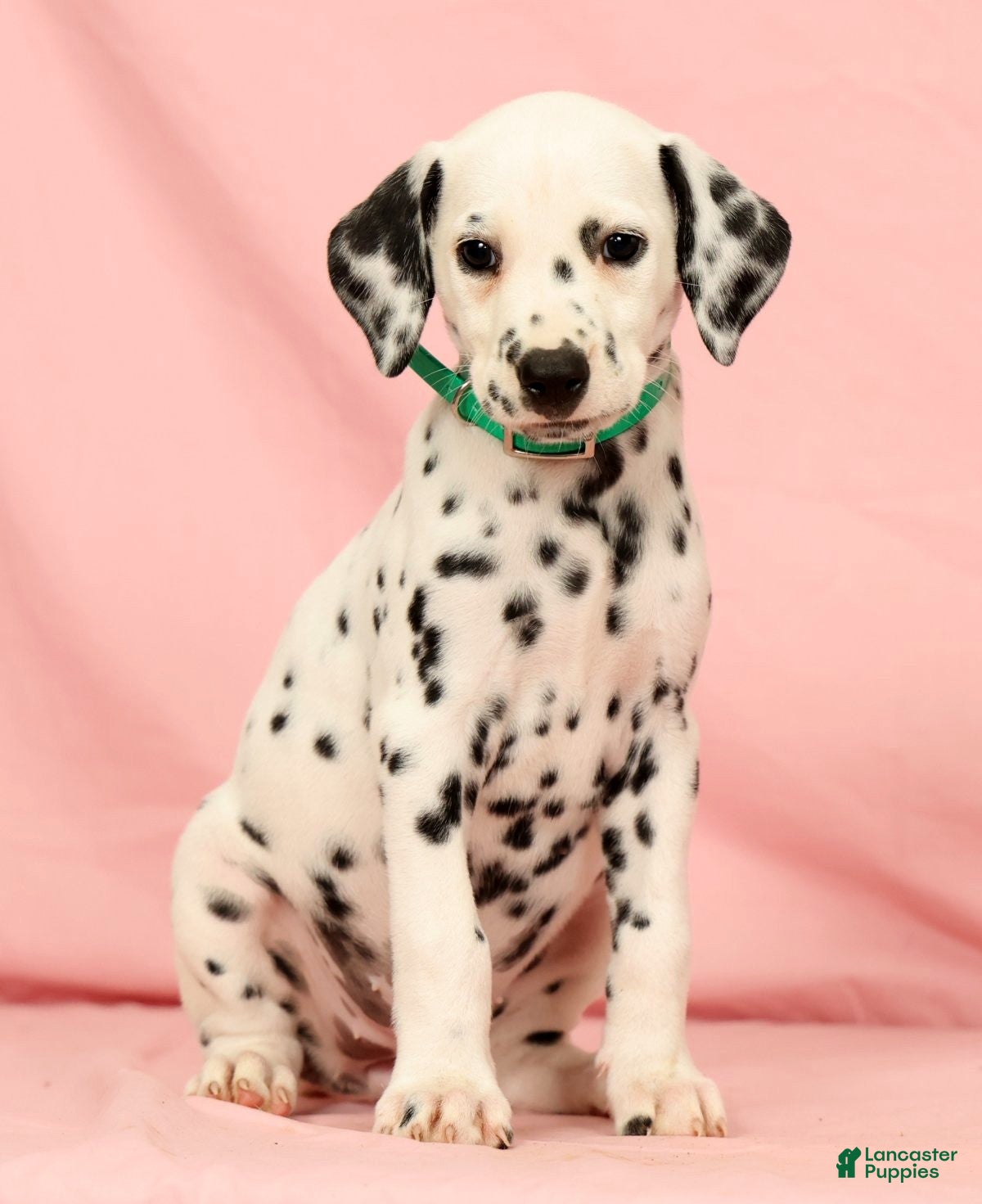 Dalmatian dogs Hailey - Ad 1