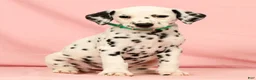 Dalmatian dogs for sale: Hailey - Ad 1