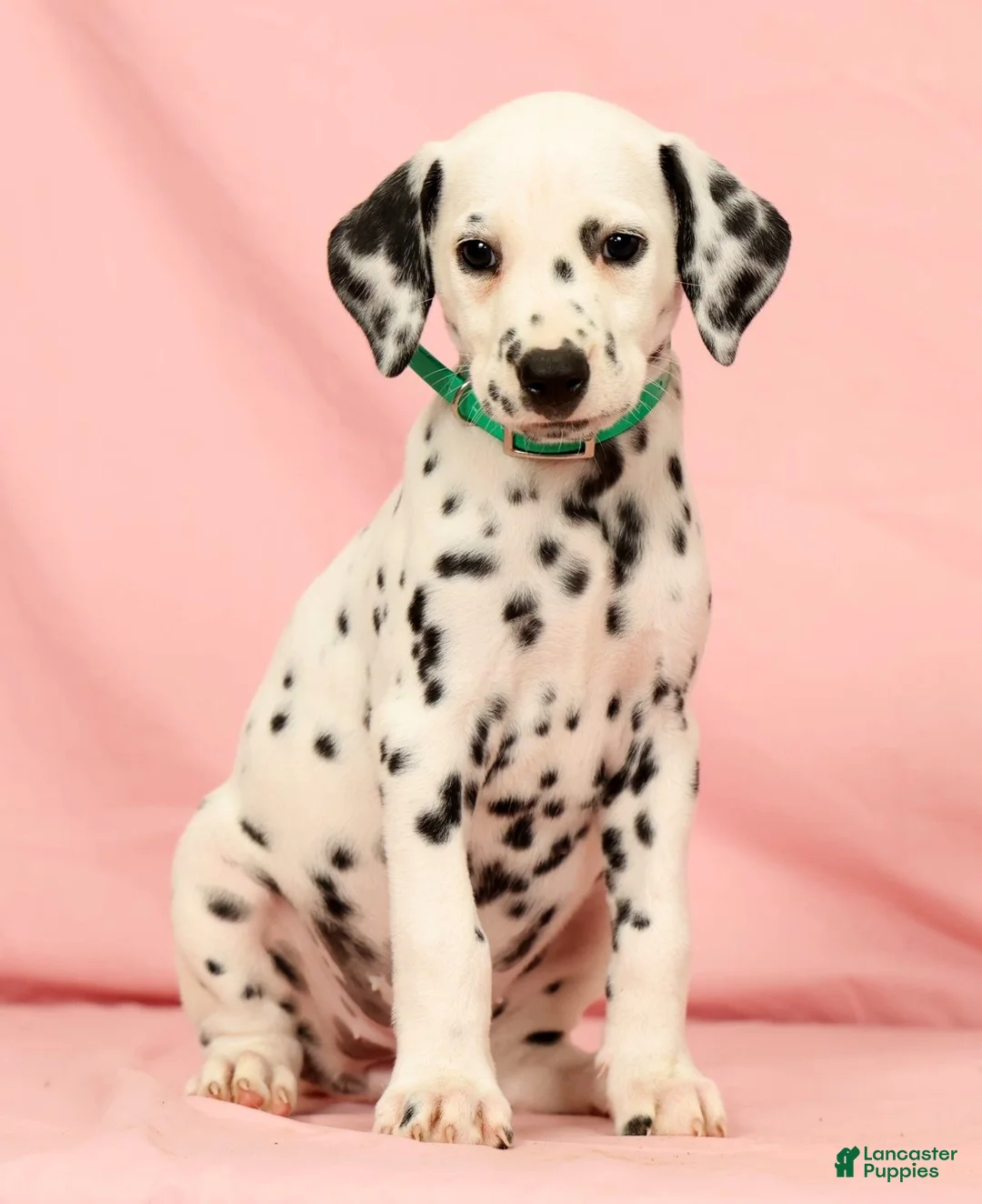 Dalmatian dogs for sale: Hailey - Ad 1