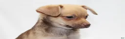 Chihuahua dogs for sale: Chihuahua 3 - Ad 4