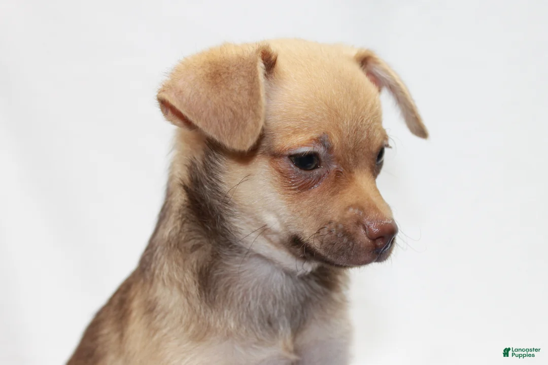 Chihuahua dogs for sale: Chihuahua 3 - Ad 4