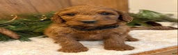 Irish Doodle dogs for sale: Frederick - Ad 11