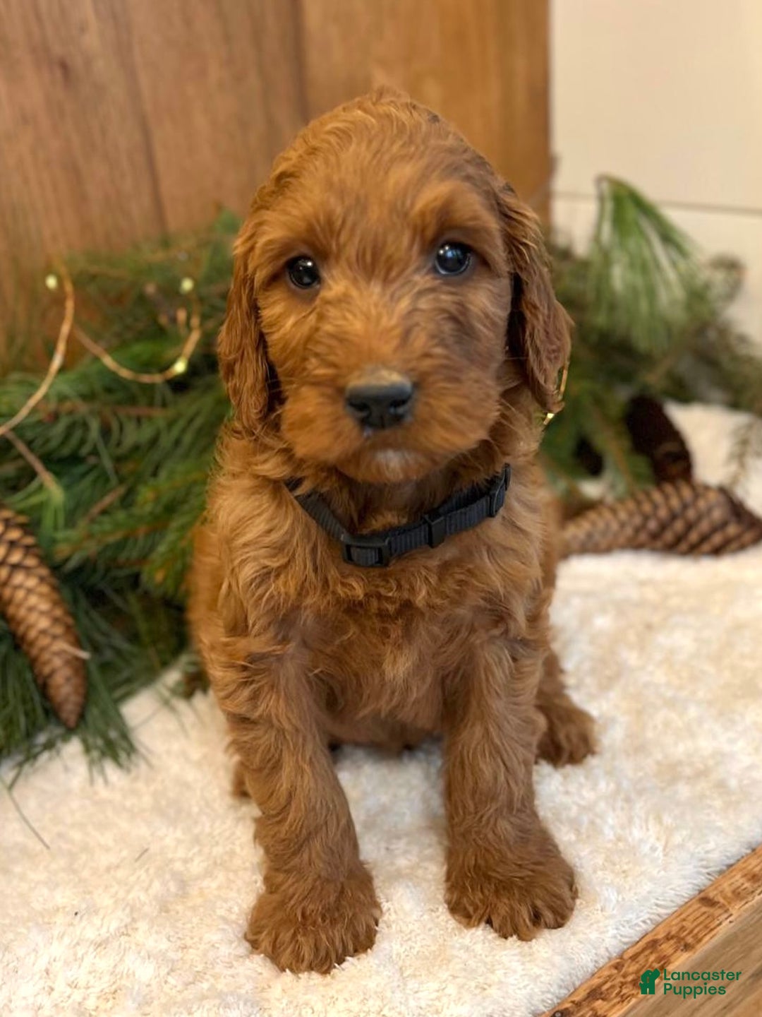 Irish Doodle dogs for sale: Frederick - Ad 11