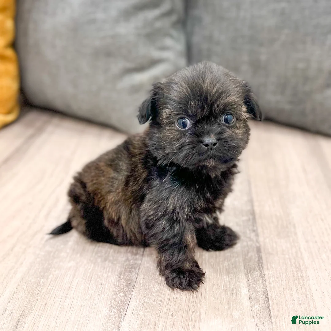 Shih Tzu dogs for sale: Finn - Ad 1
