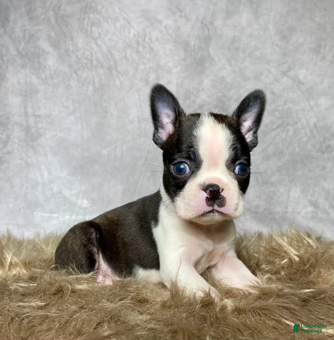 Boston Terrier dogs for sale: Milo  - Ad 4