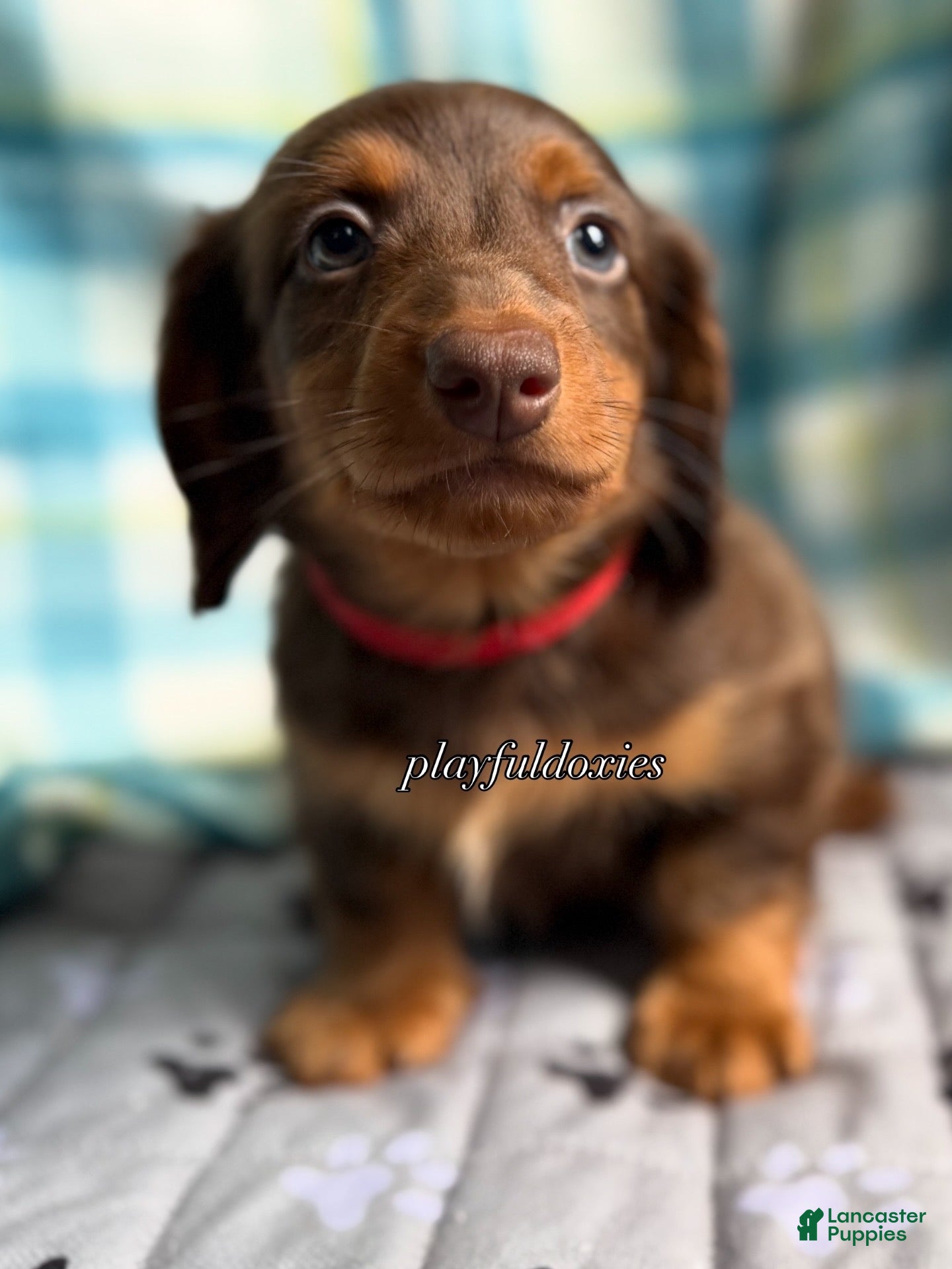 Miniature Dachshund dogs Red Collar Miniature Dachshund Male Chocolate and Tan Long Haired - Ad 2