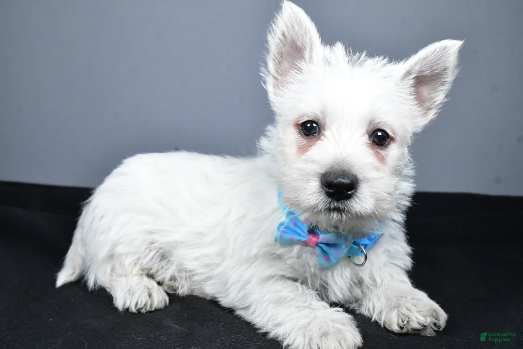 West Highland Terrier dogs for sale: Carson - Ad 1