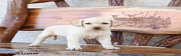 Labrador Retriever dogs for sale: Zairey - Ad 4