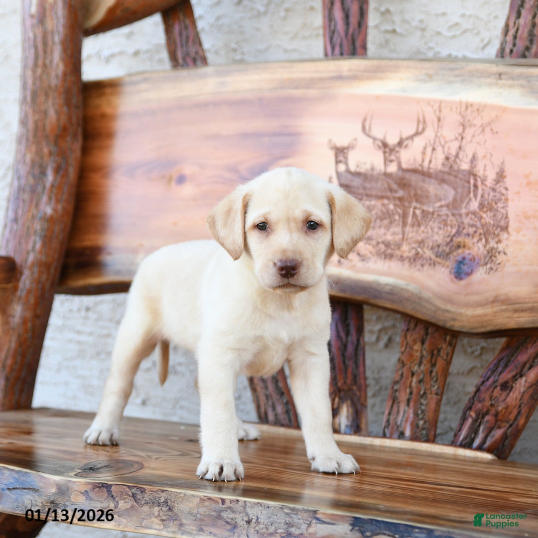Labrador Retriever dogs for sale: Zairey - Ad 4