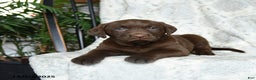 Labrador Retriever dogs for sale: Brown Sugar - Ad 3
