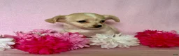 Chiweenie dogs for sale:  Sophia - Ad 3