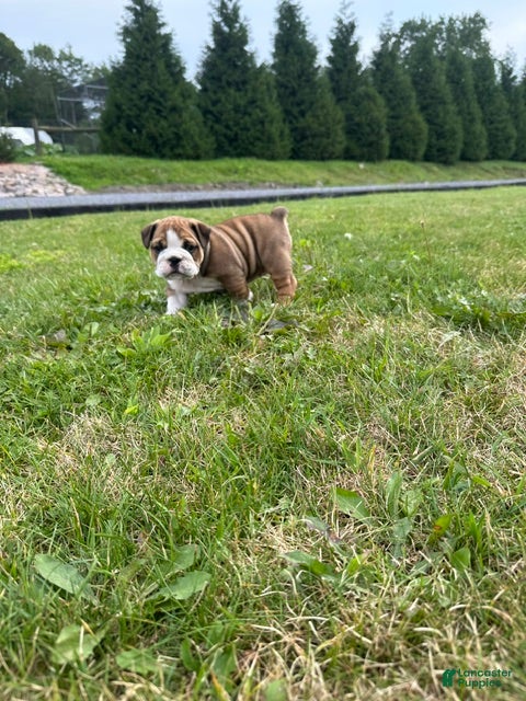 English Bulldog dogs Becca - Ad 1
